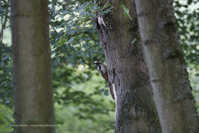 Buntspecht (Dendrocopos major)