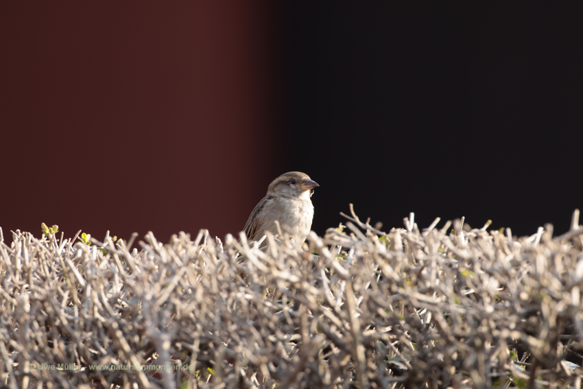 Haussperling (Passer domesticus)