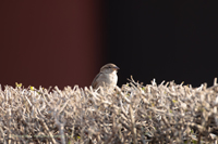 Haussperling (Passer domesticus)