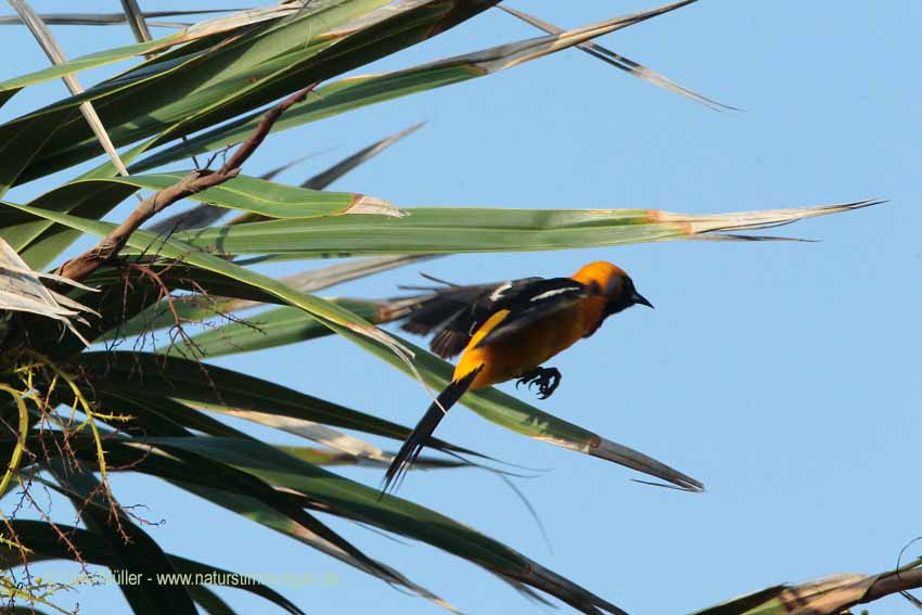 Schwarzkehltrupial (Icterus gularis)