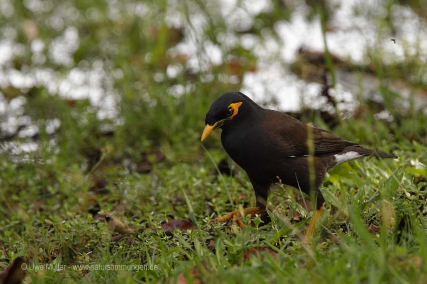 Hirtenmaina, auch Hirtenstar (Acridotheres tristis)icus)