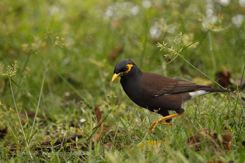 Hirtenmaina, auch Hirtenstar (Acridotheres tristis)icus)