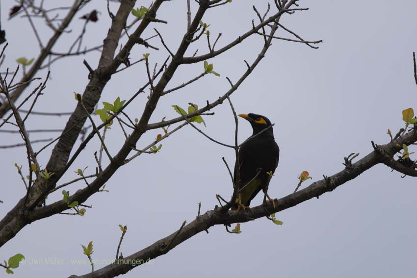 Hirtenmaina, auch Hirtenstar (Acridotheres tristis)icus)