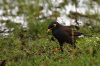 Hirtenmaina, auch Hirtenstar (Acridotheres tristis)