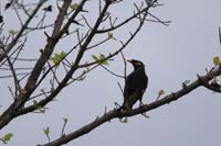 Hirtenmaina, auch Hirtenstar (Acridotheres tristis)