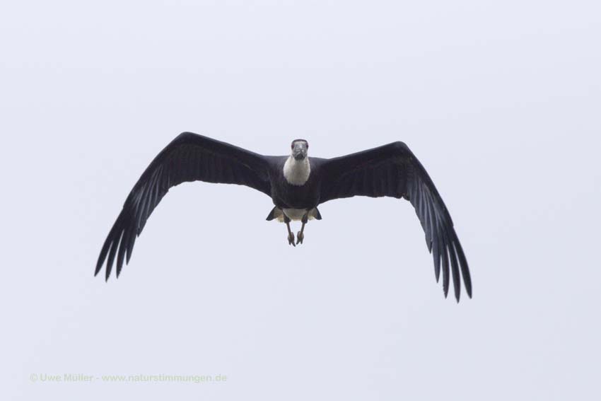 Asien-Wollhalsstorch (Ciconia episcopus)