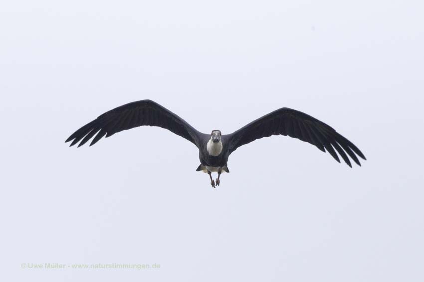 Asien-Wollhalsstorch (Ciconia episcopus)