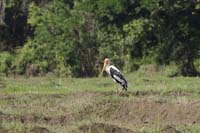 Buntstorch (Mycteria leucocephala)