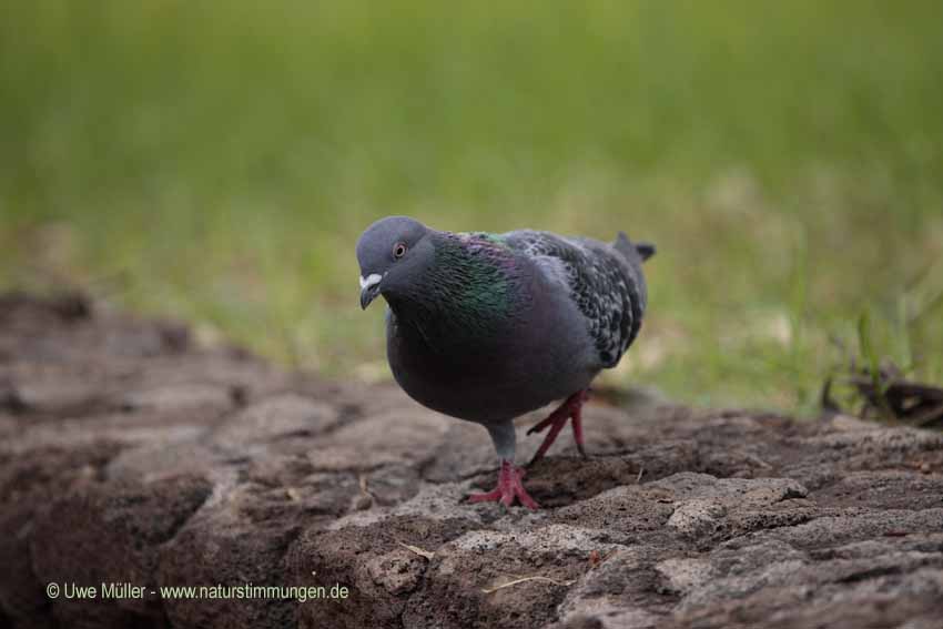 Felsentaube (Columba livia) oder Stadttaube (Columba livia forma domestica)