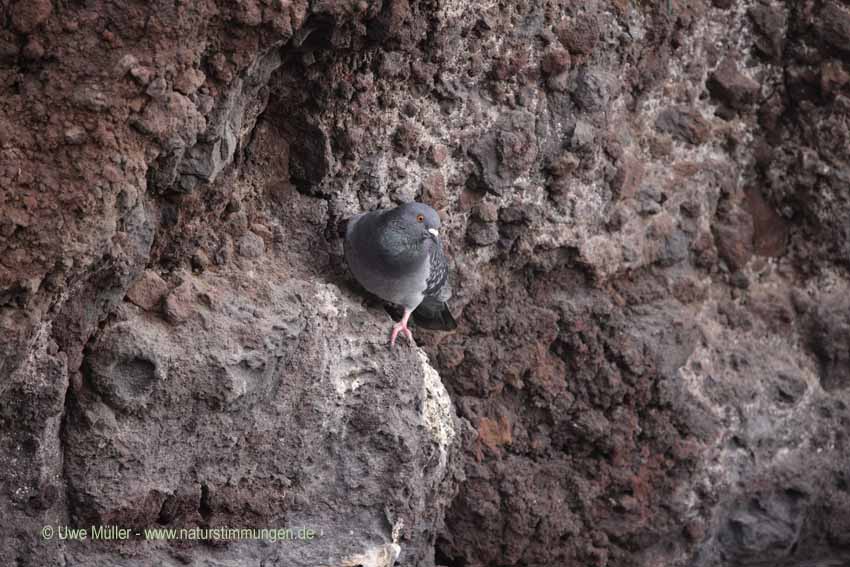 Felsentaube (Columba livia) oder Stadttaube (Columba livia forma domestica)