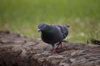 Felsentaube (Columba livia) oder Stadttaube (Columba livia forma domestica)