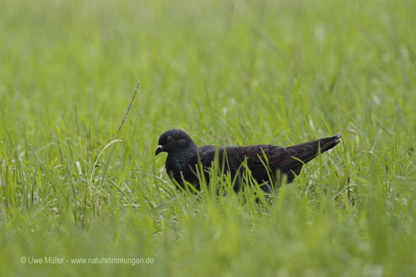 Kanarentaube, auch Bolles Lorbeertaub (Columba bollii)