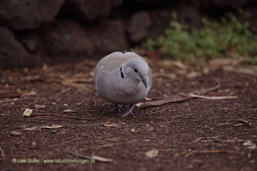 Türkentaube (Streptopelia decaocto)