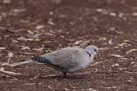 Türkentaube (Streptopelia decaocto)