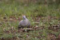 Türkentaube (Streptopelia decaocto)