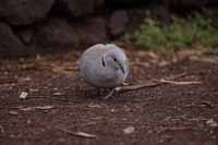 Türkentaube (Streptopelia decaocto)