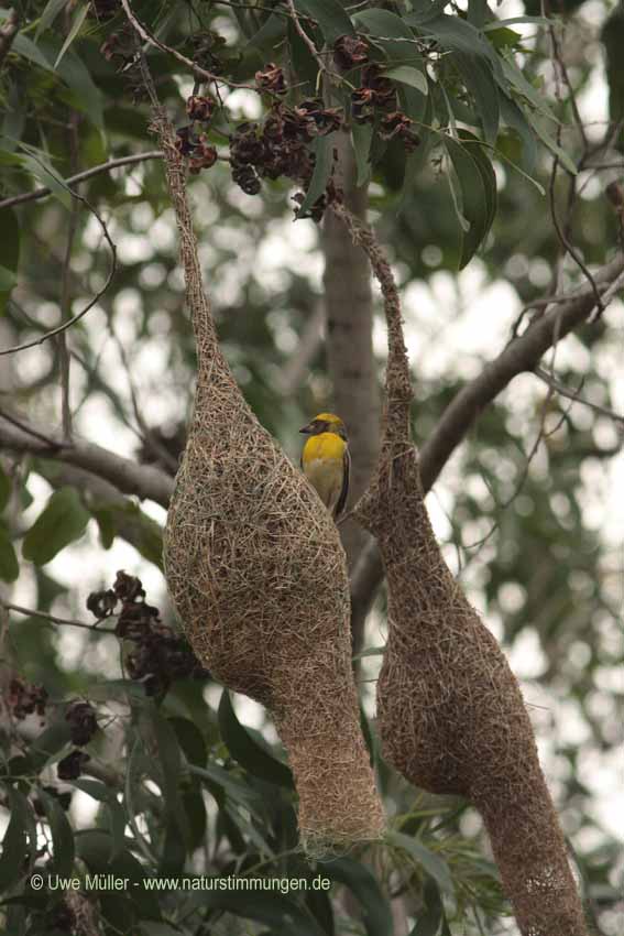 Bayaweber (Ploceus philippinus)