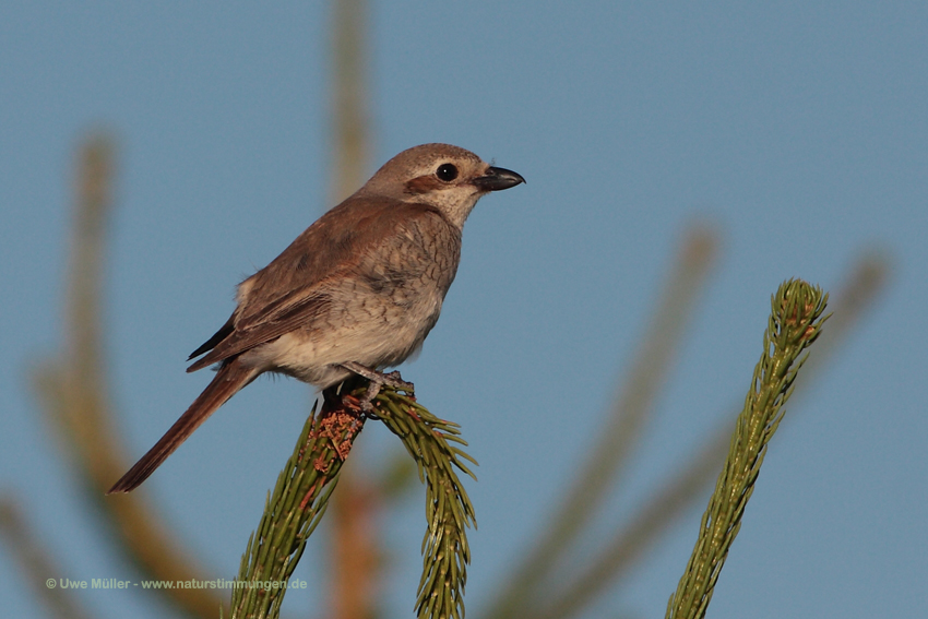 Neuntöter (Lanius collurio)