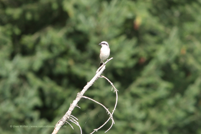 Neuntöter (Lanius collurio)