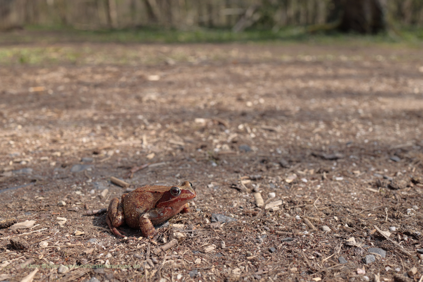 Erdkröte (Bufo bufo)