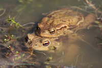 Erdkröte (Bufo bufo)