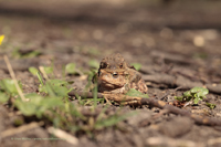 Erdkröte (Bufo bufo)