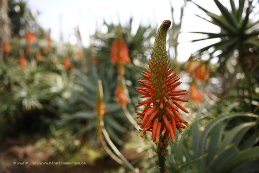 Echte Aloe (Aloe vera)