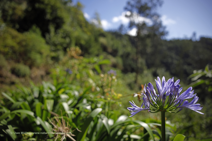 Blaue Schmucklilie (Agapanthus praecox)