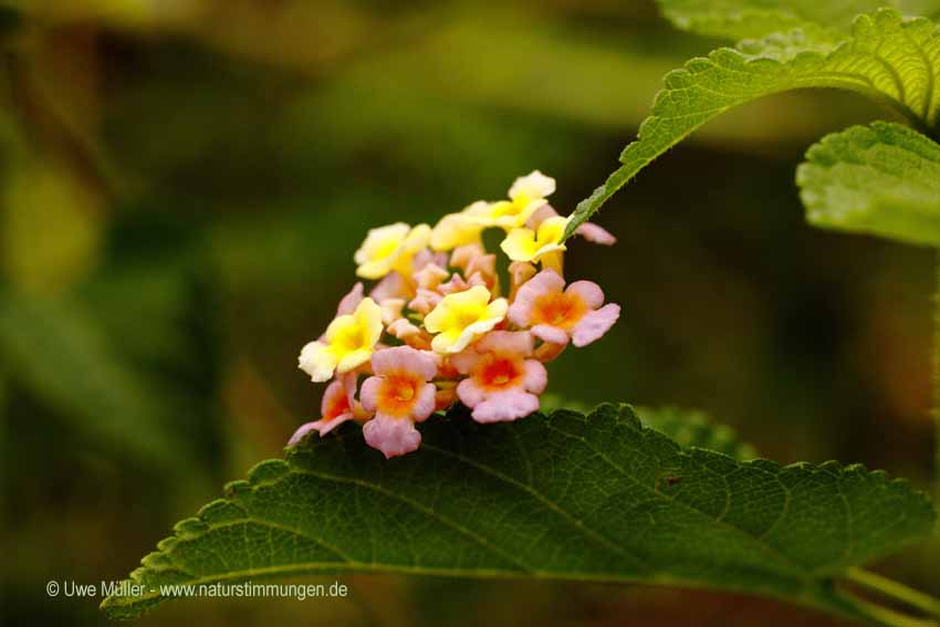 Wandelröschen (Lantana camara)