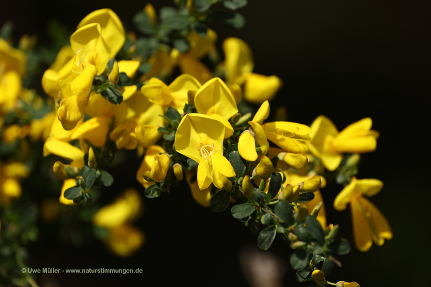 Behaarter Ginster (Genista pilosa)