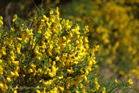 Behaarter Ginster (Genista pilosa)