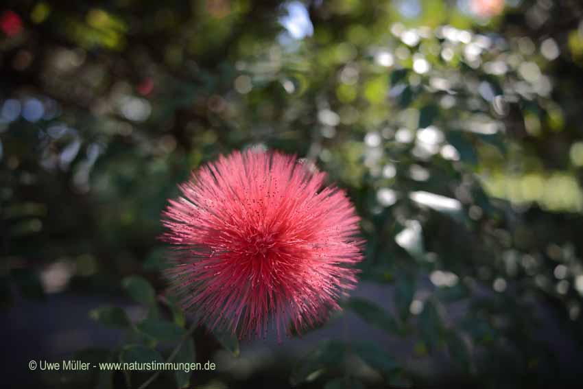 Calliandra haematocephala (Calliandra haematocephala)