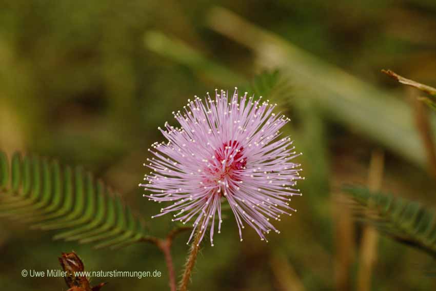 Mimose, auch Schamhafte Sinnpflanze (Mimosa pudica)