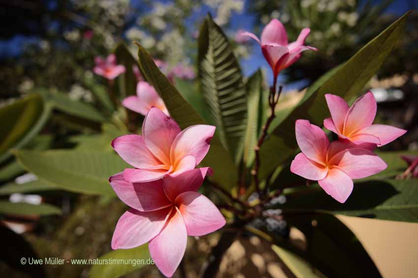 Rote Frangipani (Plumeria rubra)