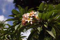 Rote Frangipani (Plumeria rubra)