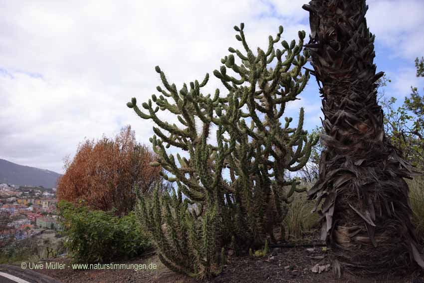 Cylindropuntia acanthocarpa (Cylindropuntia acanthocarpa)