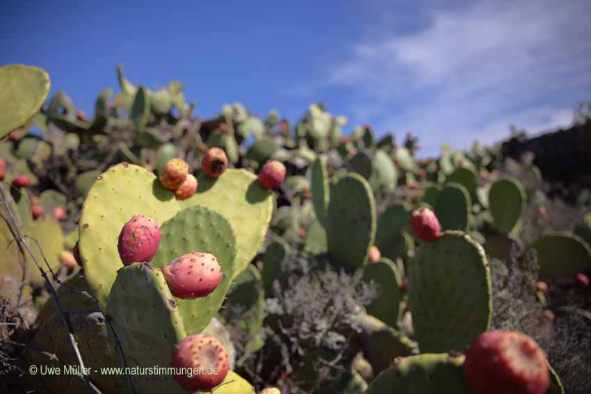 Opuntia ficus-indica, auch Feigenkaktus (Opuntia ficus-indica)