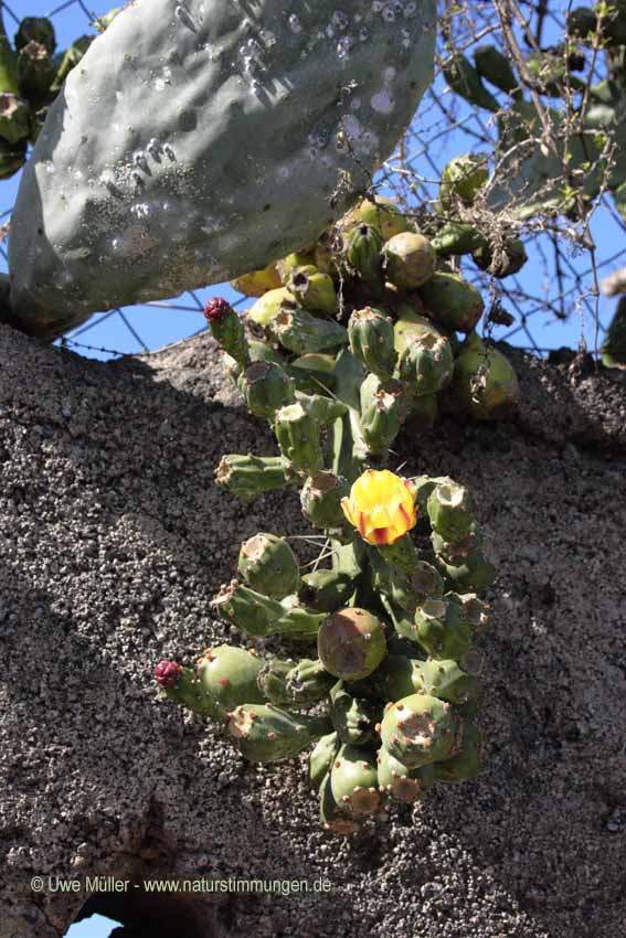 Opuntia ficus-indica, auch Feigenkaktus (Opuntia ficus-indica)