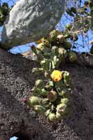 Opuntia ficus-indica, auch Feigenkaktus (Opuntia ficus-indica)