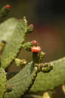 Opuntia quitensis (Opuntia quitensis)