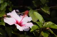 Chinesische Roseneibisch, auch Chinesische Rose, Zimmer-Hibiskus, Hibiskus (Hibiscus rosa-sinensis)