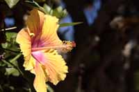 Chinesische Roseneibisch, auch Chinesische Rose, Zimmer-Hibiskus, Hibiskus (Hibiscus rosa-sinensis)