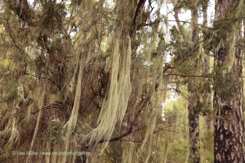 Usnea filipendula, auch Gewöhnlicher Baumbart (Usnea filipendula)