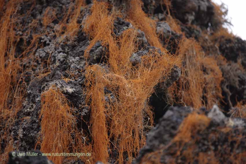 Usnea filipendula, auch Gewöhnlicher Baumbart (Usnea filipendula)