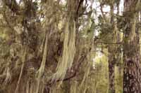 Usnea filipendula, auch Gewöhnlicher Baumbart (Usnea filipendula)