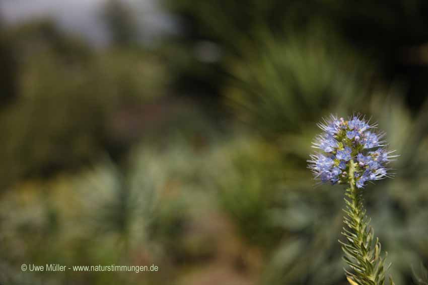 Madeira-Natternkopf (Echium candicans)