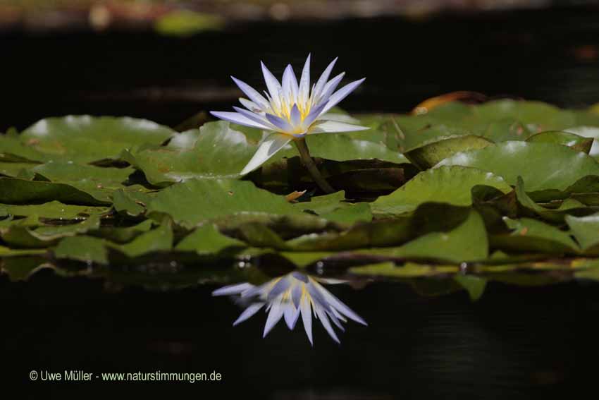 Nymphaea caerulea, auch Blauer Lotus (Nymphaea caerulea)