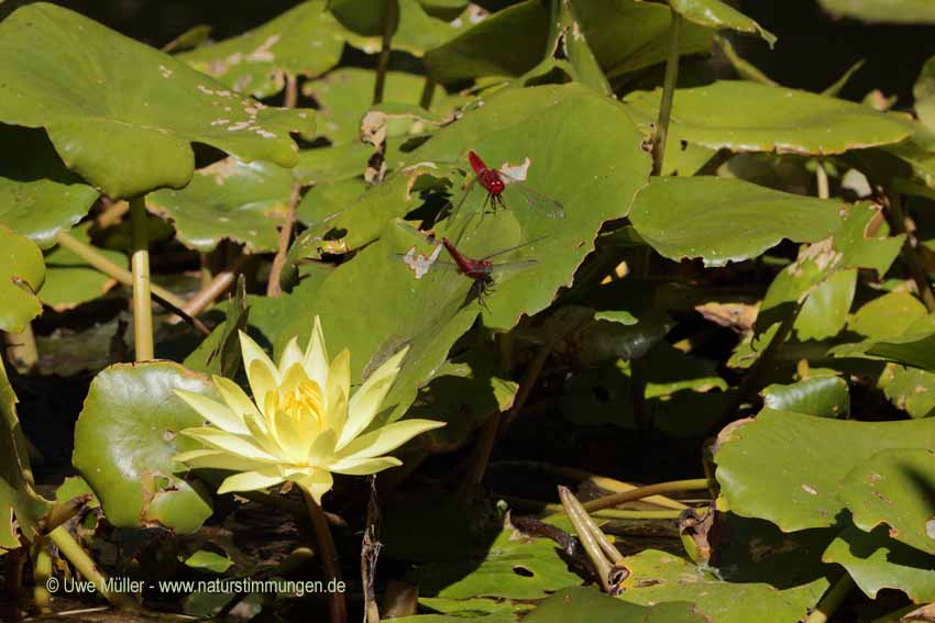 Wohlriechendeseerose (Nymphaea stellata)