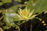 Wohlriechende Seerose (Nymphaea odorata)