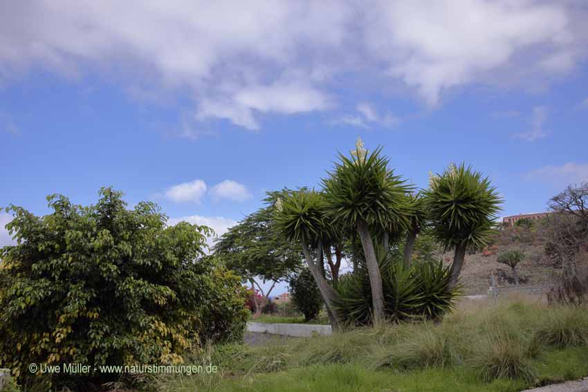 Riesen-Palmlilie (Yucca elephantipes)